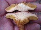 Phylloporus rhodoxanthus image