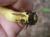 Phylloporus rhodoxanthus image