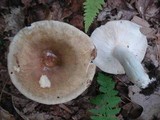 Russula variata image