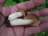 Xanthoconium affine image