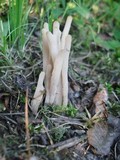 Clavaria fumosa image
