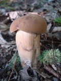 Tylopilus ferrugineus image