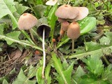Parasola plicatilis image