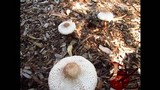 Leucoagaricus americanus image