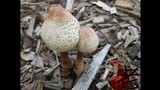 Leucoagaricus americanus image