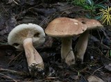 Tylopilus felleus image