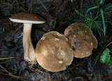 Tylopilus felleus image