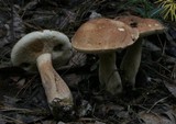 Tylopilus felleus image