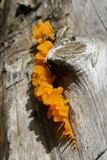 Dacryopinax spathularia image