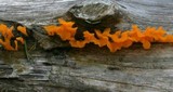 Dacryopinax spathularia image