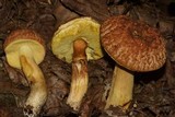 Xerocomus hortonii image