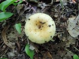 Russula fragrantissima image