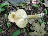 Russula fragrantissima image