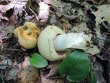 Russula fragrantissima image