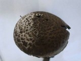 Strobilomyces seminudus image