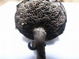 Strobilomyces seminudus image