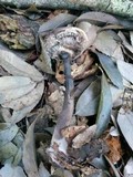 Strobilomyces seminudus image