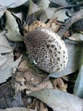 Strobilomyces seminudus image