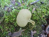 Helvella brevis image