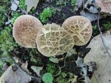 Sarcodon scabrosus image