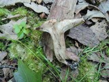 Sarcodon scabrosus image