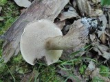 Sarcodon scabrosus image
