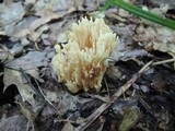 Ramaria pallida image