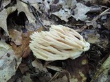 Ramaria pallida image