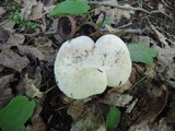 Lactarius subvellereus image