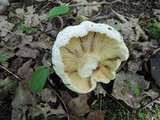 Lactarius subvellereus image