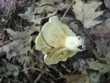 Lactarius subvellereus image