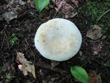 Lactarius subvellereus image