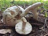 Amanita longipes image