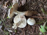 Amanita longipes image