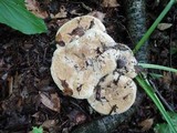 Leucopaxillus compactus image