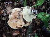 Leucopaxillus compactus image