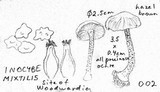 Inocybe mixtilis image
