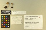Inocybe mixtilis image