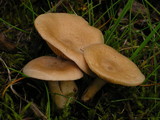 Lactarius glyciosmus image