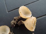 Tarzetta catinus image