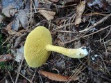 Suillus americanus image