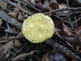 Suillus americanus image