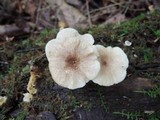 Lactarius griseus image
