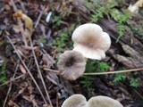Lactarius griseus image