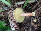 Suillus spraguei image