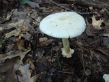 Amanita brunnescens image