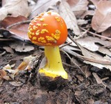 Amanita flavoconia var. inquinata image