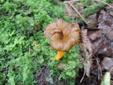 Craterellus lutescens image
