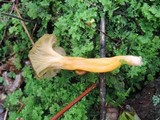 Craterellus lutescens image