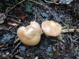 Lyophyllum decastes image